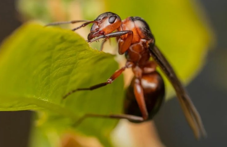 Termite Problems and How to Solve Them Termite problems can cause significant damage to buildings and other structures if left untreated.