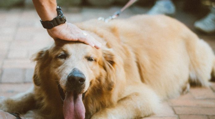 Importance of Proper Pet Care Importance of Proper Pet Care -Â Pet care products refer to a wide range of products that are used to take care of and maintain the health and well-being of pets, such as dogs, cats, birds, and other small animals.