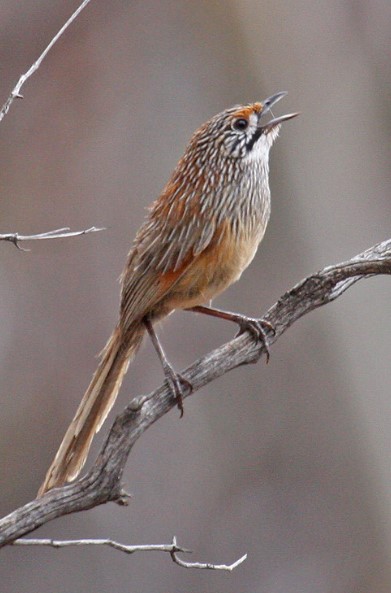 It lives mainly on spinifex in inland sand plains and mallee, as well as locally on stony hills.