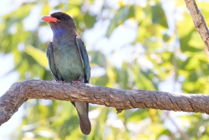 Known for its distinctive pale blue or white spots on its wings, the Oriental dollarbird (Eurystomus orientalis) is a member of the roller family.
