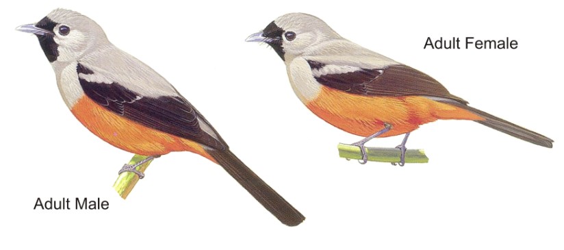 Monarchidae is a family of birds that includes the black-winged monarch, Monarcha frater. 