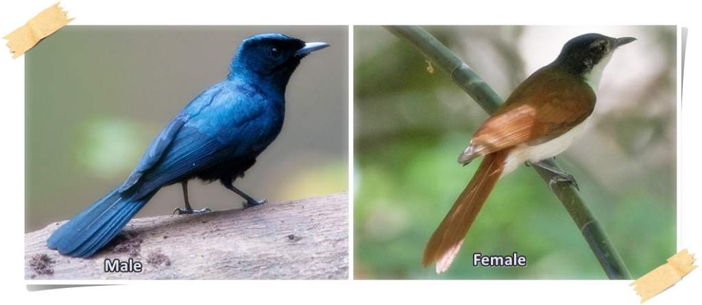 Shining Flycatcher male and female