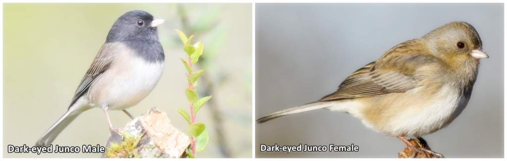 Dark-eyed Junco Male vs Female - Dark-eyed Juncos exhibit sexual dimorphism, meaning that there are noticeable differences between male and female individuals.