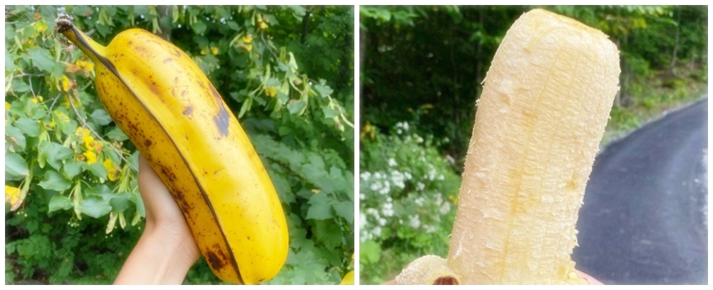 Giant Hua Moa Banana: A Banana 10 inches in length and 4 inches wide