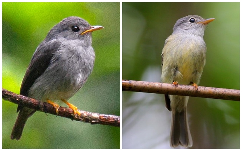 The bird is also known as Little Yellow Robin, Little Yellow Flycatcher, and Yellow-footed Flycatcher.