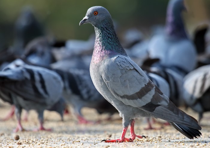 Originally from the Northern Hemisphere, the Feral Pigeon (Columba Zivia) is a descendant of the wild rock pigeon. It is a member of the Columbidae family.