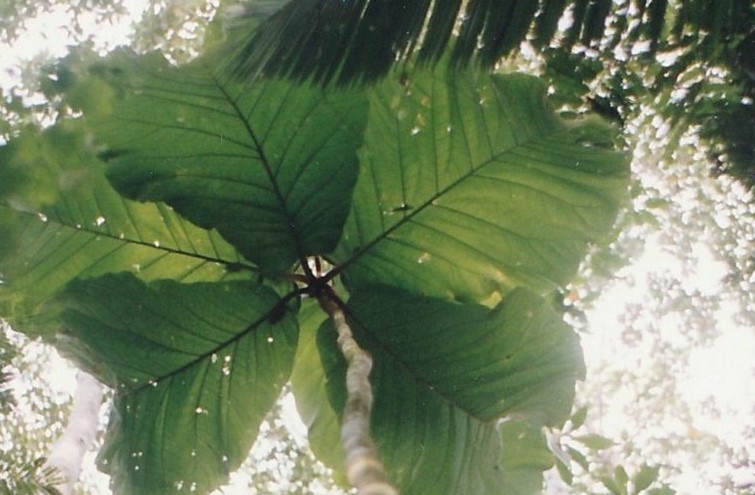 Coccoloba gigantifolia is an arboreal behemoth that ascends to approximately 49 feet (15 meters) in altitude and bears verdant appendages that can extend up to 8 feet (2.4 meters) in length, with a breadth of 4 ft 7 in (1.40 meters),