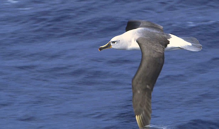 The other names are the Flat-billed Albatross, Grey-headed Mollymawk, and Gould's Albatross.