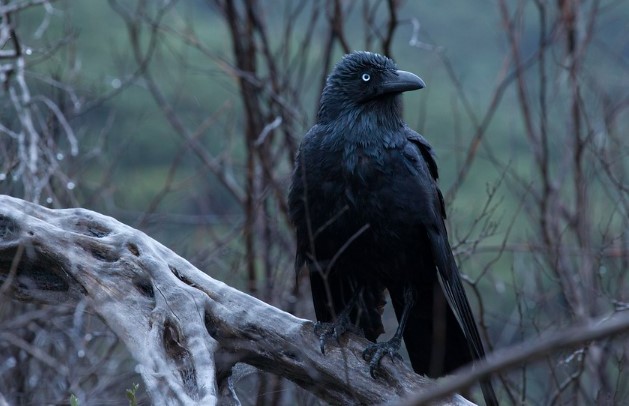 Most Australian ravens are thought to be sedentary, with most movements over 16 km (9.9 mi) caused by flocks of non-breeding subadults.