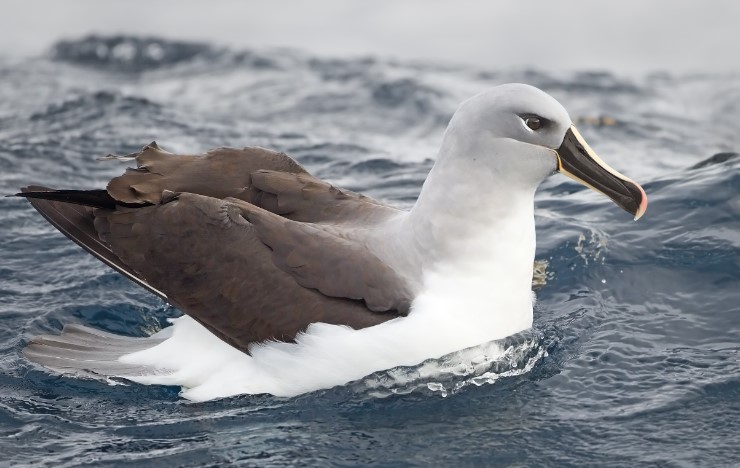 Molymawks is named after the Dutch word mallemok, which literally means foolish gull, which is used to describe Grey-headed, Black-browed, and other small albatrosses.