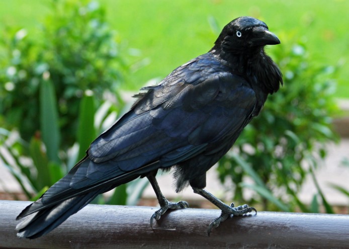 It is also known as Crow, Kelly, and Raven.