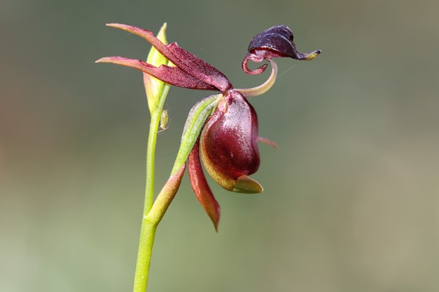 Caleana major is a species of orchid, commonly known as the Flying Duck Orchid or Large Duck Orchid.