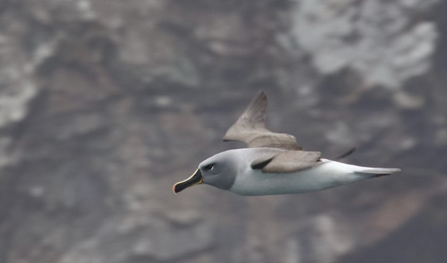 Grey-headed albatrosses (Thalassarche chrysostoma) are large seabirds from the albatross family Diomedeidae.