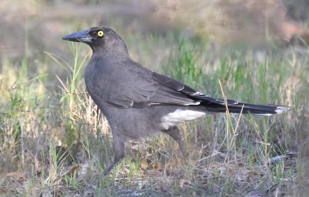 The Grey Currawong explores the forest from upper branches to the ground in search of food, picking up insects, small vertebrates, eggs, and young birds robbed from nests as well as berries.