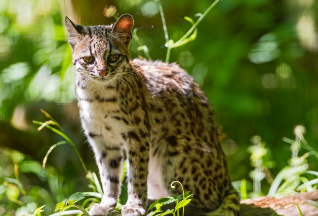 Oncilla cat (Leopardus tigrinus) is similar to margays, but they are smaller and more delicately built, with larger ears and a narrower muzzle.