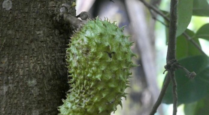 Benefits of Soursop Fruits Benefits of Soursop Fruits