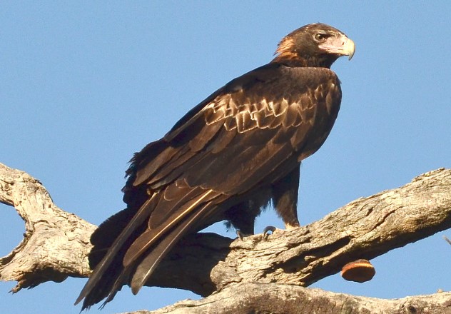 The wedge-tailed eagle (Aquila audax) is not only the largest bird of prey in Australia, but it is also found in southern New Guinea to the north, and its distribution extends as far south as the state of Tasmania.