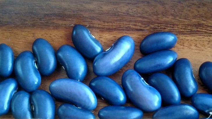 The blue bean is a shrub indigenous to western China, renowned for its striking metallic-blue pods resembling broad beans, and is often grown for ornamental purposes.