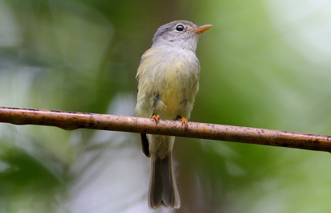 The yellow-legged flycatcher (Kempiella griseoceps) belongs to the Petroicidae family of passerine birds.
