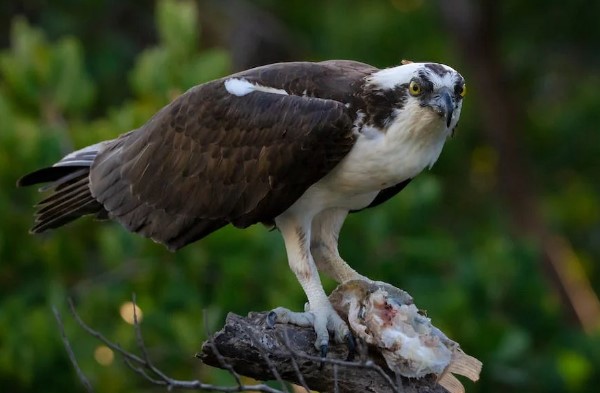 The Osprey (Pandion haliaetus) is a bird of prey found near large bodies of water, such as oceans, lakes, and rivers, throughout the world.