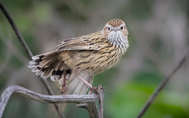 The striated fieldwren is found in coastal swamp heaths and tussock fields in the southeastern mainland, from New South Wales to South Australia and Tasmania.