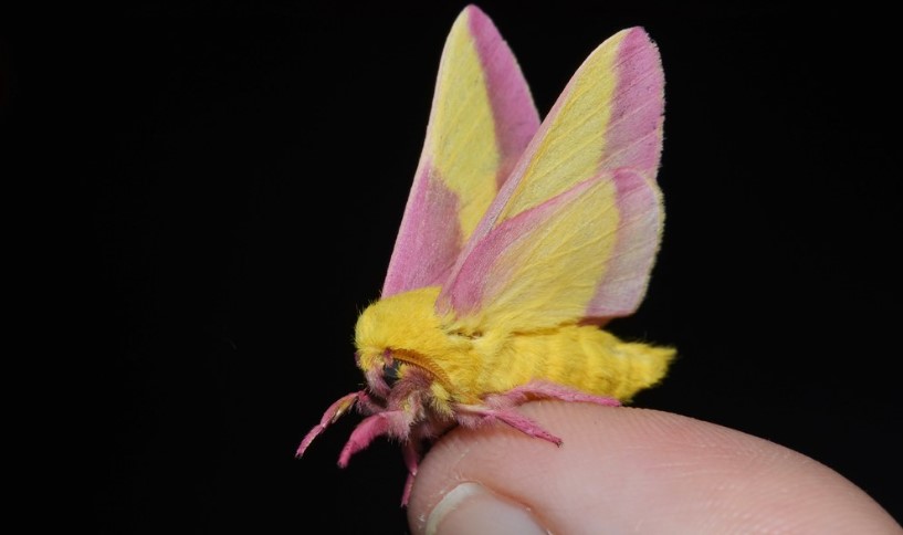 The Rosy Maple Moth (Dryocampa rubicunda) is a species of moth native to North America. It is a brightly colored moth that is easily recognizable by its distinctive pink and yellow coloration.