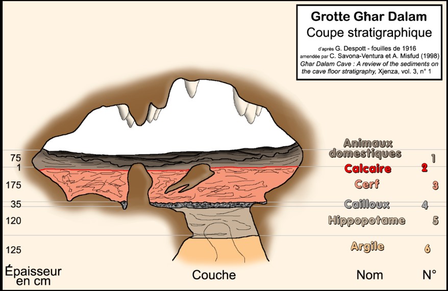The Għar Dalam Cave is comprised of six distinct layers, each with its own unique characteristics.