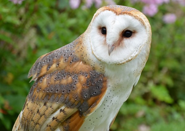The Barn Owl (Tyto alba) is a bird of prey found throughout the world, with a range that extends from the Arctic Circle to the tropics.