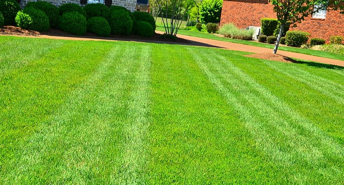 A Guide to Sir Walter Buffalo Price If you're shopping for brand-new grass you've probably heard about Sir Walter Buffalo grass. As per experts in the field of Sydney Lawn And Turf,