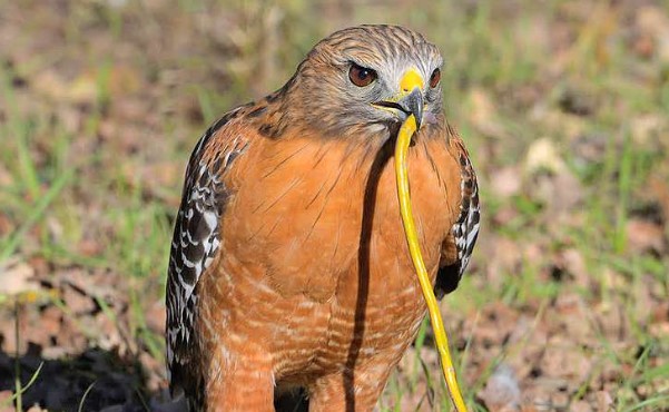 American birds of prey have keen eyesight, sharp talons, and powerful beaks, which they use to capture their prey.