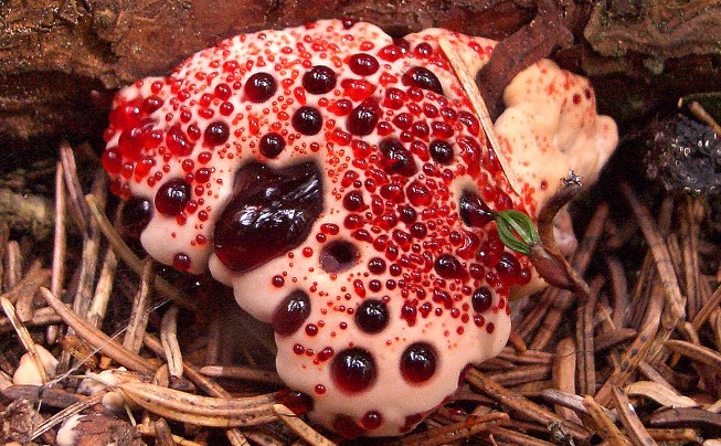 Bleeding Tooth Fungus (Hydnellum Peckii) is a type of mushroom that is commonly found in North America, Europe, and Asia.