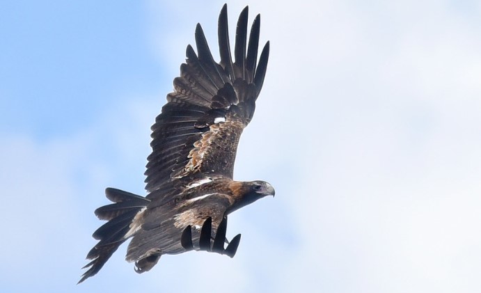 With a wingspan of up to 2.5 meters, the Wedge-tailed Eagle is the largest bird of prey in Australia. The size of a Male bird is about 900 mm, and the female is 1000 mm.