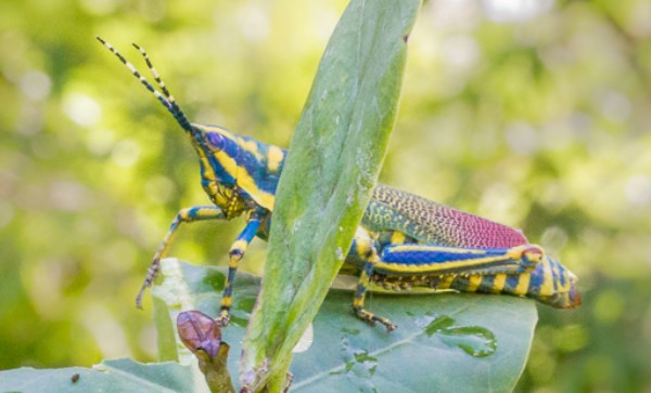 Facts about Painted Grasshopper