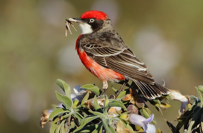 The Crimson Chat (Epthianura tricolor) is a fascinating bird species native to Australia's arid zone.
