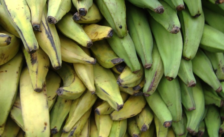 Plantain is a fruit that looks like a banana. Scientifically it is known as Musa paradisiaca, which are a type of fruit that is widely cultivated in many tropical regions around the world, including Africa, South America, and the Caribbean.