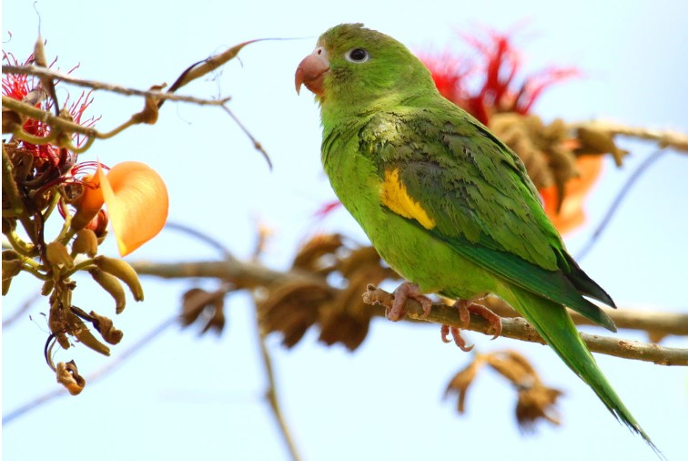 The color of this parakeet is mostly light green. When the bird is in flight, its folded wings have a trailing yellow edge.