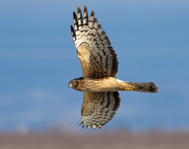 Additionally, Northern Harriers may also make other vocalizations, including a variety of chirps, whistles, and barks, which are used for communication between individuals.