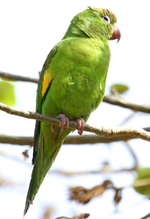 Yellow-chevroned parakeets are about 20-22 cm in length and weigh about 2.5 ounces (72 grams).