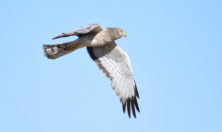 Northern Harrier Hawk Call and Sound - The Northern Harrier Hawk is known for making a variety of calls, including an alarm call and a song.