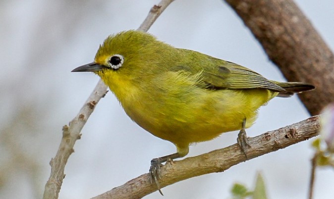 Throughout Australia, Pale White-eye (Zosterops citronella) can only be found on small offshore islands in Torres Strait and Cape York Peninsula.