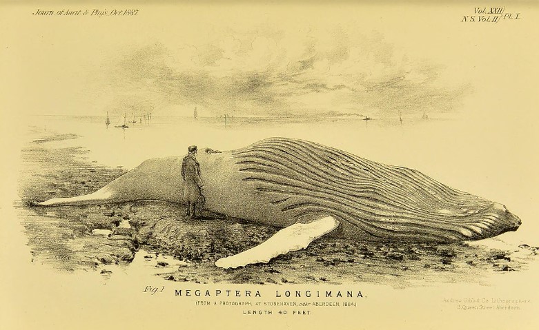 The Tay Whale, also known as the "Monster," was a humpback whale that entered the Firth of Tay in eastern Scotland in 1883.