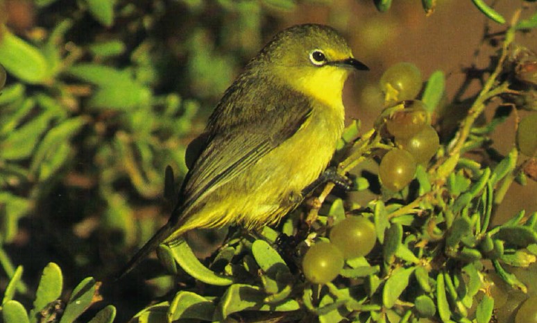 These species are known for the circle of white feathers surrounding its eye, which also goes by the name yellow white-eye.