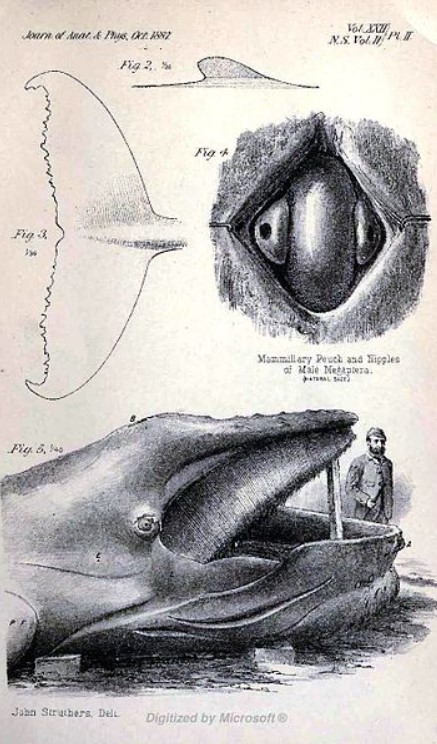 Anatomical drawings of the Tay Whale by John Struthers