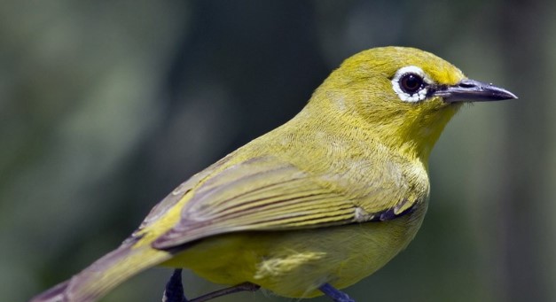 Yellow White-eye (Zosterops lutea) is endemic to the mangrove forests of subtropical and tropical northern Australia.