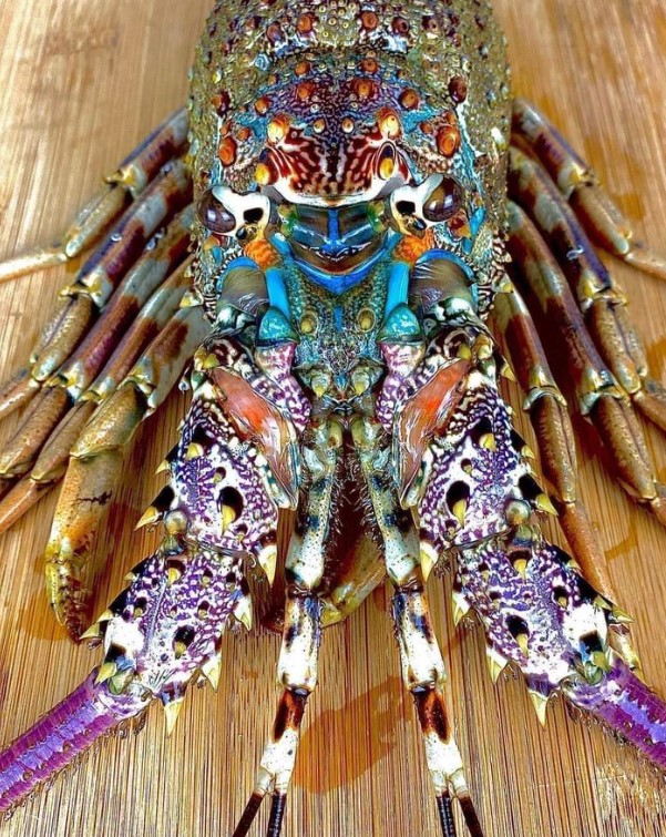 The Ornate Lobster has also made its way into the Mediterranean through the Suez Canal.