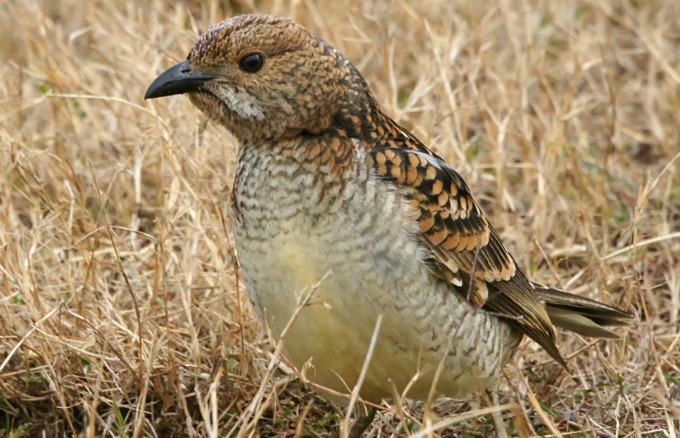 Similar to other bowerbirds (Ptilonorynchidae), this species is known for its remarkable behavior, including bower construction and decorating courtship displays, and vocal mimicry.