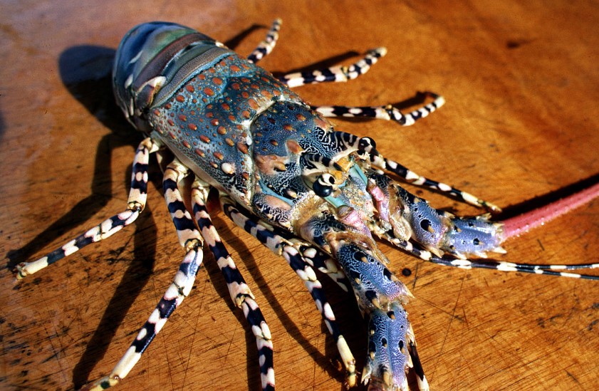 Panulirus ornatus, commonly referred to by various names such as tropical rock lobster, ornate rock lobster, ornate spiny lobster, and ornate tropical rock lobster,