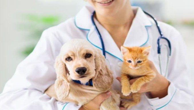 Taking Your Pet’s Health to the Next Level with Professional Veterinary Services Taking Your Pet's Health to the Next Level with Professional Veterinary Services