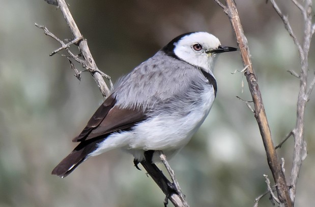 White-fronted chat (Epthianura albifrons) is a honeyeater of the Meliphagidae family from southern Australia.