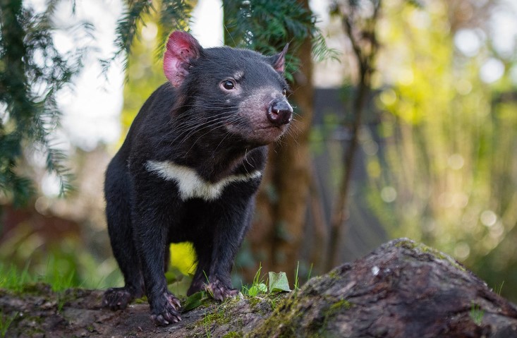 The island's diverse landscape provides habitat for various rare and endemic species, including the Tasmanian devil, the world's largest carnivorous marsupial.